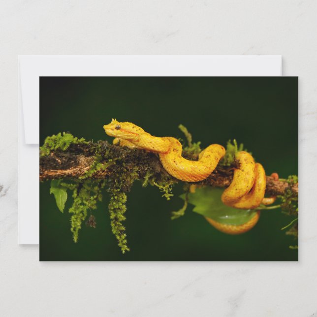 Serpiente de veneno de Costa Rica (Anverso)