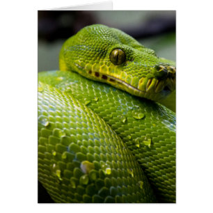 Serpiente Python
