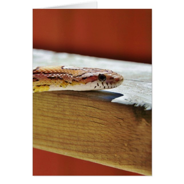 Serpiente resbaladiza de maíz rojo (Frente)