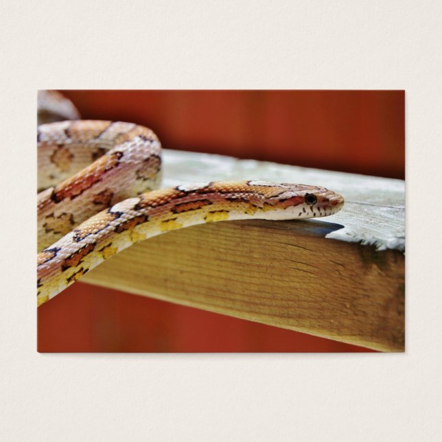 Serpiente resbaladiza de maíz rojo (Frente)