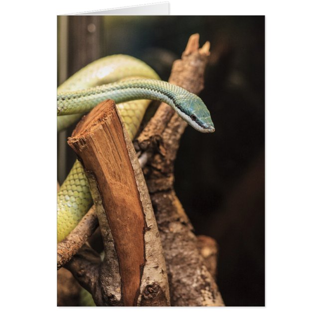 Serpiente verde blanco y amarillo (Frente)