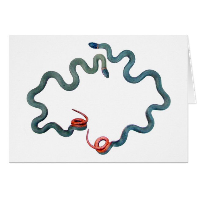 serpientes Anillo-necked (Anverso (Horizontal))