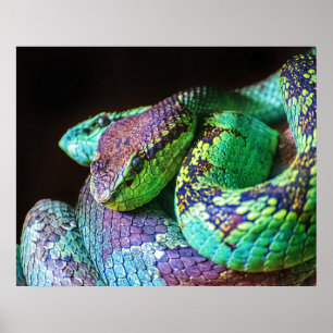 Serpientes posters y coloridas