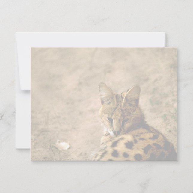 Serval gato (Anverso)