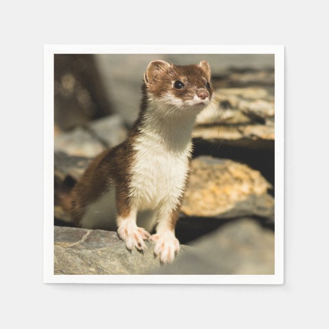 Servilleta De Papel Alert Weasel (Anverso)
