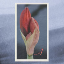 Amaryllis Bud Elegant Floral Slate Blue