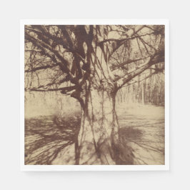 Servilleta De Papel Árbol de haya (por Eugène Atget)