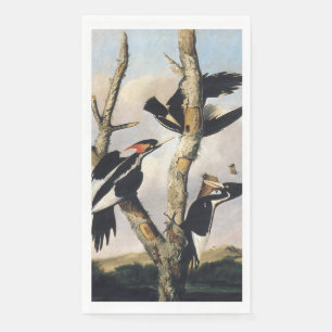 Servilleta De Papel Arte Antiguo de Audubon del Pájaro Carpintero de P