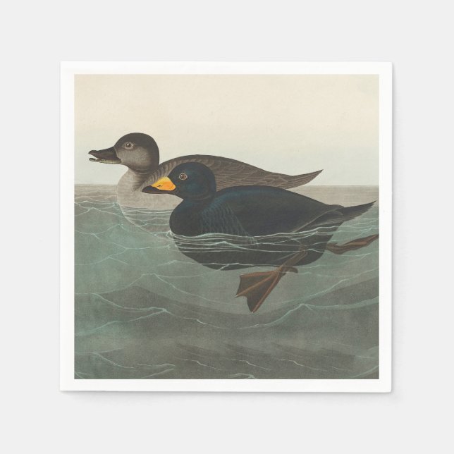 Servilleta De Papel Audubon American Scoter Duck Classic (Anverso)