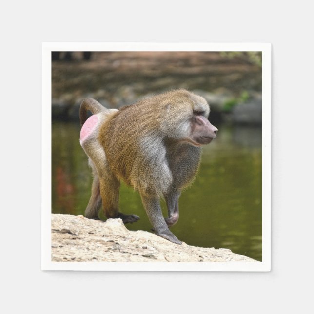 Servilleta De Papel Baboon de Hamadryas caminando en el suelo (Anverso)