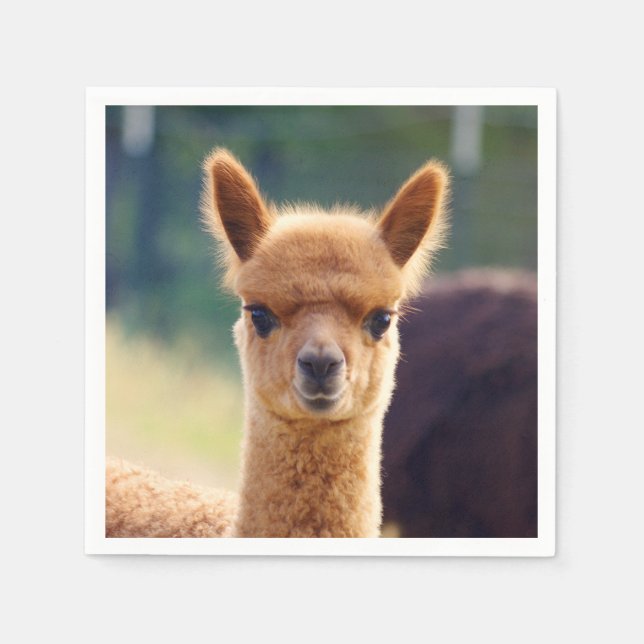 Servilleta De Papel Bebé Alpaca Standard Cocktail Napkin (Anverso)
