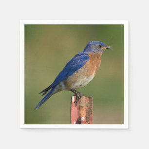 Servilleta De Papel Bluebird