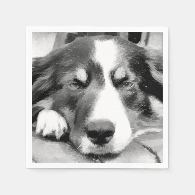 SERVILLETA DE PAPEL BORDER COLLIE (Anverso)