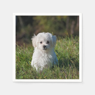 Servilleta De Papel Cachorro blanco lindo