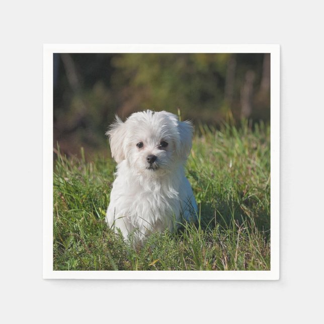 Servilleta De Papel Cachorro blanco lindo (Anverso)