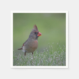Servilleta De Papel Cardenal femenino Napkin
