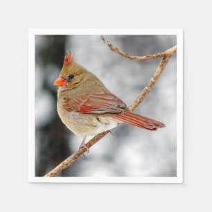 Servilleta De Papel Cardenal septentrional: Napkin
