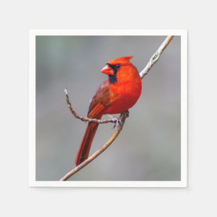 Servilleta de papel cardinal