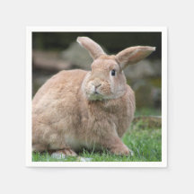 Conejo de jengibre con orejas grandes