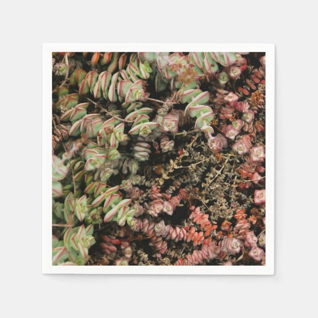 Servilleta De Papel Crassula perforata (Anverso)