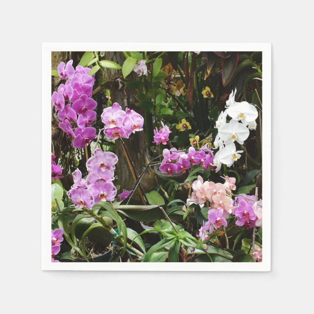 Servilleta De Papel Cuadros de papel para orquídeas (Anverso)