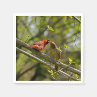 Cuchillas de papel, cardenales de besos.