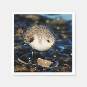 Servilleta De Papel Cuidada sanderling Sandpiper Shorebird come a clam