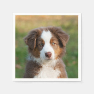 Servilleta De Papel Cute Red Tri Australian Shepherd Dog Puppy Photo -