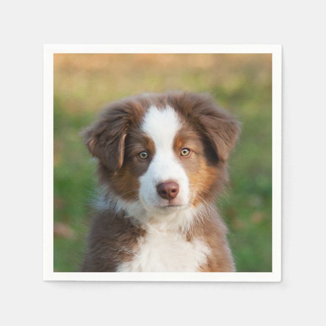Servilleta De Papel Cute Red Tri Australian Shepherd Dog Puppy Photo - (Anverso)