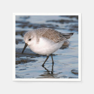 Servilleta De Papel Cute Sanderling Sandpiper Wanders Winter Shores