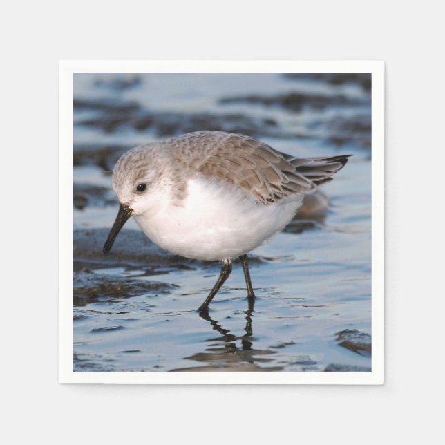 Servilleta De Papel Cute Sanderling Sandpiper Wanders Winter Shores (Anverso)