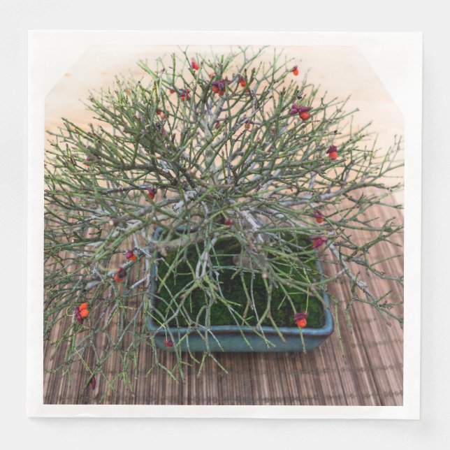 Servilleta De Papel De Cena Euonymus Japonicus Bonsai Tree (Anverso)