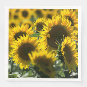 Servilleta De Papel De Cena Foto de Campo de Girasoles