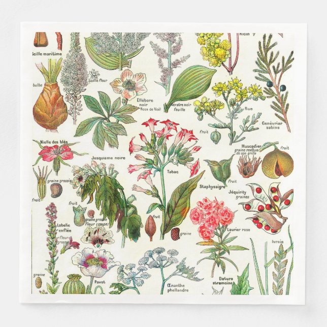 Servilleta De Papel De Cena Ilustraciones botánicos (Anverso)