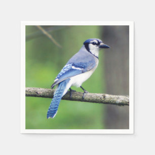 Servilleta de papel del arrendajo azul