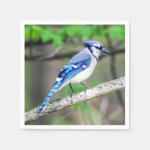Servilleta de papel del arrendajo azul