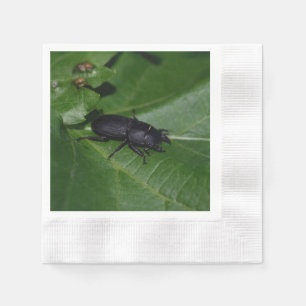 Servilleta De Papel Dorcus parallelipipedus , el escarabajo de menor t