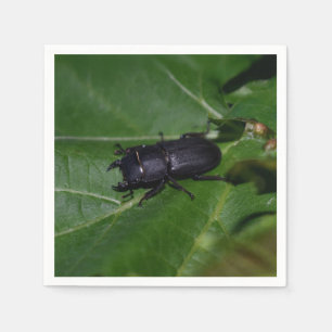 Servilleta De Papel Dorcus parallelipipedus , el escarabajo de menor t