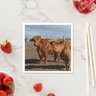 Servilleta De Papel Dos grandes vacas Highland marrones Fotografía,