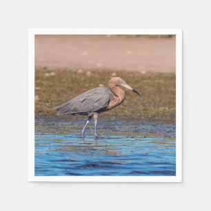 Servilleta De Papel Egret Reddish en North Beach