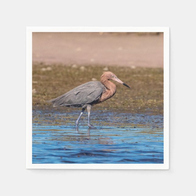 Servilleta De Papel Egret Reddish en North Beach (Anverso)