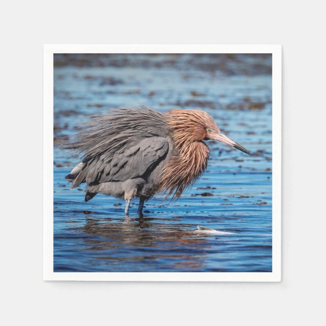 Servilleta De Papel Egret Reddish en North Beach (Anverso)