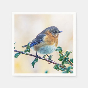 Servilleta De Papel El Bluebird del este en el hielo cubrió la