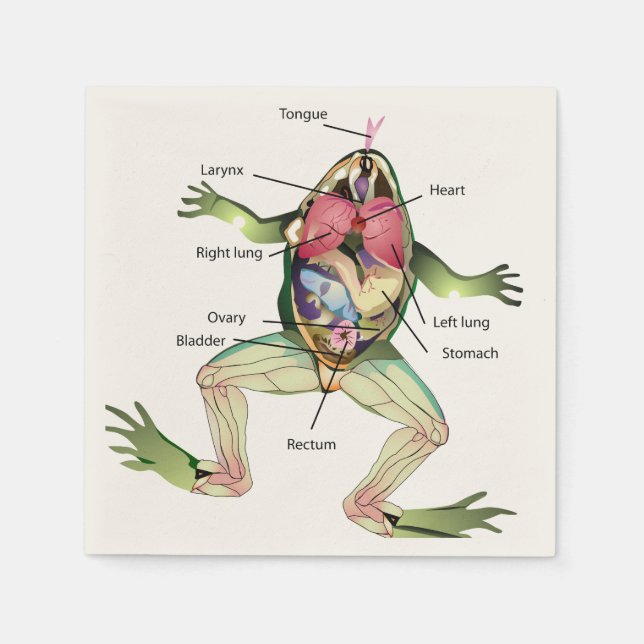 Servilleta De Papel El Ilustracion de anatomía de la rana (Anverso)