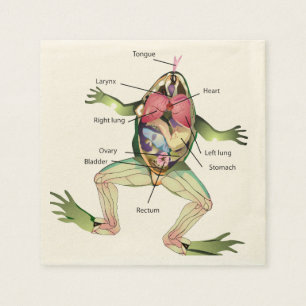 Servilleta De Papel El Ilustracion de anatomía de la rana