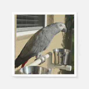 Servilleta De Papel Elegante loro gris africano del Congo en pie