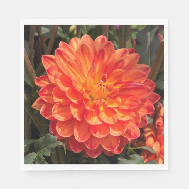 Servilleta De Papel Fiery Dahlia (Anverso)