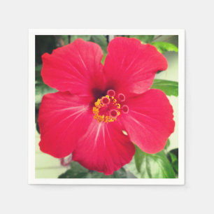 Servilleta De Papel Flor roja de Hibiscus Rosa-sinensis