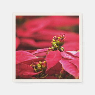 Servilleta De Papel Flores rojas de los Poinsettias