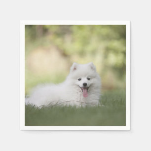 Servilleta De Papel Fluffy White Keeshond Puppy